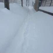 ヒメ日記 2026/01/25 12:34 投稿 麻子 出会い系人妻ネットワーク札幌駅～大通り・すすきの編