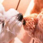 ヒメ日記 2026/04/12 17:34 投稿 麻子 出会い系人妻ネットワーク札幌駅～大通り・すすきの編