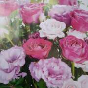 ヒメ日記 2025/09/03 23:21 投稿 十和子 出会い系人妻ネットワーク札幌駅～大通り・すすきの編