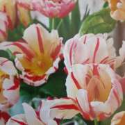 ヒメ日記 2025/11/05 23:03 投稿 十和子 出会い系人妻ネットワーク札幌駅～大通り・すすきの編