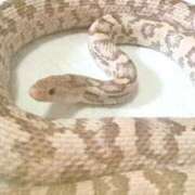 ヒメ日記 2025/01/01 14:38 投稿 ゆかり あおば睾丸診療所