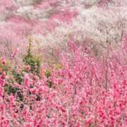 ヒメ日記 2025/03/19 12:58 投稿 ゆかり あおば睾丸診療所