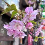 ヒメ日記 2025/02/18 14:08 投稿 しゅう あおば睾丸診療所