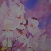 ヒメ日記 2025/04/09 20:08 投稿 ななせ あおば睾丸診療所