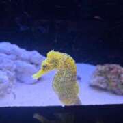 ヒメ日記 2025/07/16 20:06 投稿 ななせ あおば睾丸診療所