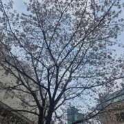 ヒメ日記 2026/04/06 08:31 投稿 ななせ あおば睾丸診療所