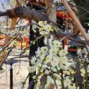 ヒメ日記 2025/02/27 10:18 投稿 あかり あおば睾丸診療所