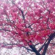 ヒメ日記 2025/03/20 00:00 投稿 東雲せつな やみつきエステ錦糸町店