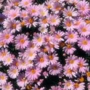 ヒメ日記 2025/04/15 16:50 投稿 東雲せつな やみつきエステ錦糸町店