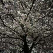 ヒメ日記 2026/04/10 20:20 投稿 きき スピードエコ天王寺店