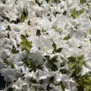 ヒメ日記 2025/03/31 08:38 投稿 うるう クラブハート