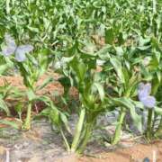 ヒメ日記 2025/05/11 09:47 投稿 神木　りさ 東京ローズマリー