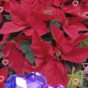 ヒメ日記 2025/12/07 20:21 投稿 宮岡(みやおか) 熟女出逢い会 『百合の園』 五反田店