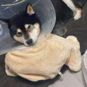 かおる 本日出勤します🐇🎀 sweet kiss