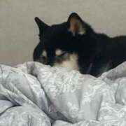 かおる 本日15時半〜22時まで出勤します🎀 sweet kiss