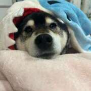 かおる 本日22時まで出勤します🐇🎀 sweet kiss