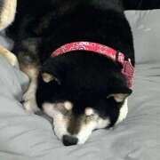 ヒメ日記 2026/04/01 15:09 投稿 かおる sweet kiss