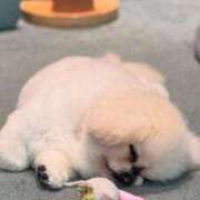 ヒメ日記 2025/04/27 18:25 投稿 ひなみ ちゃんこ湘南平塚店