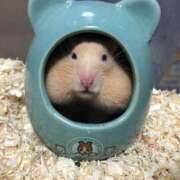 ヒメ日記 2025/06/20 04:55 投稿 ひなみ ちゃんこ湘南平塚店