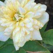 ヒメ日記 2025/08/03 15:02 投稿 三村　あき ギン妻パラダイス 谷九店