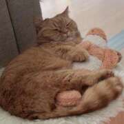 ヒメ日記 2025/04/06 11:44 投稿 芽衣菜/めいな ANEJE～アネージュ池袋～(ユメオト)