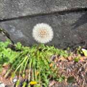 ヒメ日記 2025/04/20 14:31 投稿 芽衣菜/めいな ANEJE～アネージュ池袋～(ユメオト)