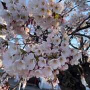 ムギ ごめんなさい💦 マドンナ(仙台)