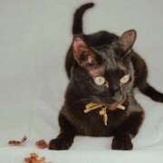 ヒメ日記 2025/12/13 14:57 投稿 胡桃(くるみ) グランドオペラ横浜