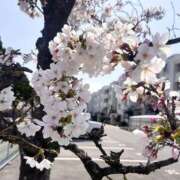 ヒメ日記 2025/04/07 11:11 投稿 Carly【キャリー】 Evolution1st ミナミ谷九店