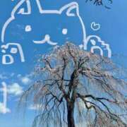 ヒメ日記 2025/04/02 12:01 投稿 Honey【ハニー】 Evolution1st ミナミ谷九店