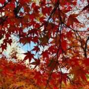 ヒメ日記 2025/11/24 13:21 投稿 MAISA【メイサ】 Evolution1st ミナミ谷九店