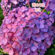 ヒメ日記 2025/06/14 11:46 投稿 みこ 恋のうた