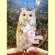 ヒメ日記 2025/06/20 11:29 投稿 みこ 恋のうた