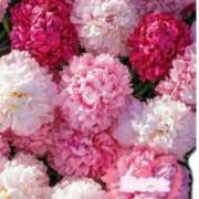 ヒメ日記 2025/07/26 12:57 投稿 みこ 恋のうた