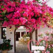 ヒメ日記 2025/08/02 11:45 投稿 みこ 恋のうた