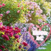 ヒメ日記 2025/08/17 19:23 投稿 みこ 恋のうた