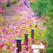 ヒメ日記 2025/11/15 09:25 投稿 みこ 恋のうた