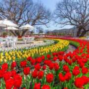 ヒメ日記 2026/03/24 12:00 投稿 みこ 恋のうた