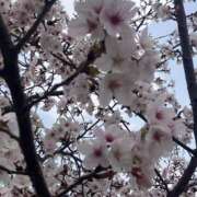 ヒメ日記 2026/04/04 13:27 投稿 みこ 恋のうた