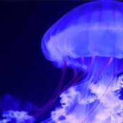 ヒメ日記 2025/01/11 12:26 投稿 めあ 熟女の風俗アウトレット大垣安八羽島店