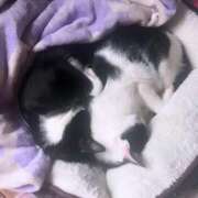 ヒメ日記 2025/01/12 23:16 投稿 めあ 熟女の風俗アウトレット大垣安八羽島店