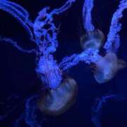 ヒメ日記 2025/02/02 10:06 投稿 めあ 熟女の風俗アウトレット大垣安八羽島店