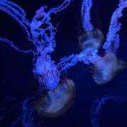 ヒメ日記 2025/02/26 17:56 投稿 めあ 熟女の風俗アウトレット大垣安八羽島店