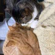 ヒメ日記 2025/04/29 16:29 投稿 由果（ゆか） チューリップ宇都宮店