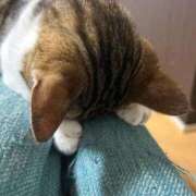 ヒメ日記 2025/11/06 08:29 投稿 由果（ゆか） チューリップ宇都宮店