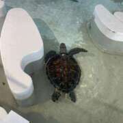 ヒメ日記 2025/01/17 15:24 投稿 島津すみれ 日暮里ド淫乱倶楽部