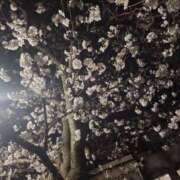 ヒメ日記 2025/04/02 11:27 投稿 那奈～NANA～ パラダイス(泉大津)