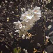 ヒメ日記 2025/04/14 11:07 投稿 那奈～NANA～ パラダイス(泉大津)