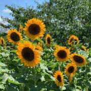 那奈～NANA～ おはようございます☀️ パラダイス(泉大津)