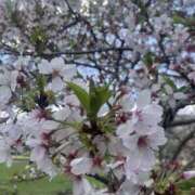 ヒメ日記 2025/04/15 09:49 投稿 しの 一夜の華